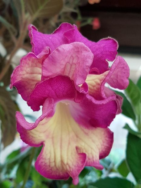 thumbnail (29) - STREPTOCARPUSII MEI 2018