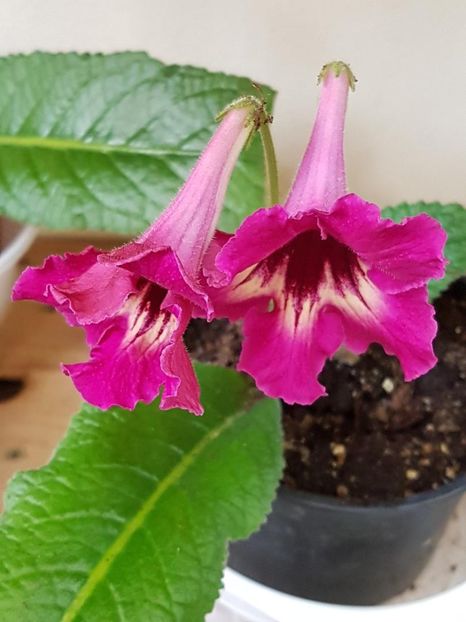 thumbnail (31) - STREPTOCARPUSII MEI 2018