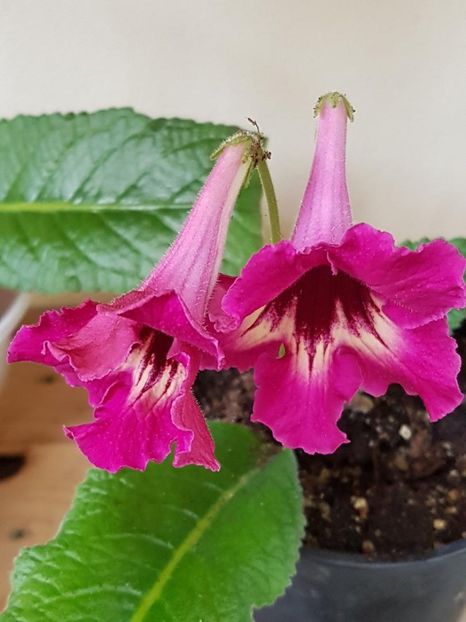 thumbnail (32) - STREPTOCARPUSII MEI 2018