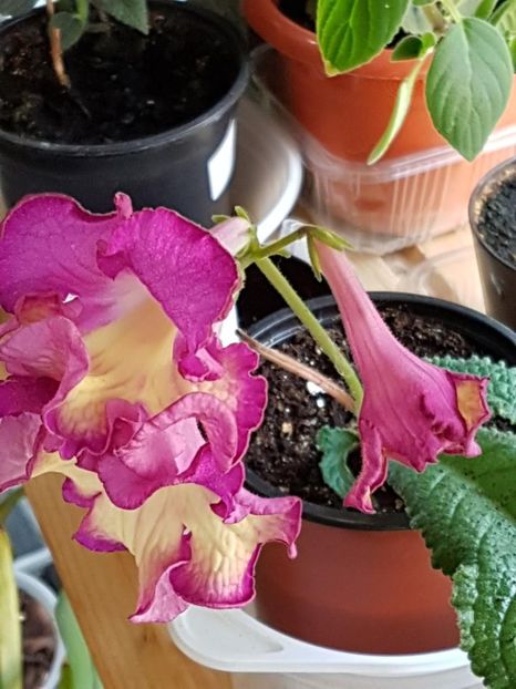 thumbnail (37) - STREPTOCARPUSII MEI 2018