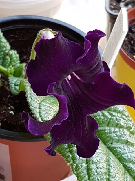 thumbnail (38) - STREPTOCARPUSII MEI 2018