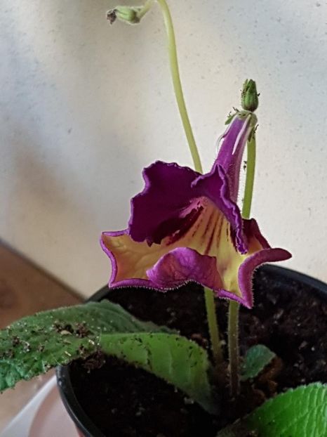 thumbnail (40) - STREPTOCARPUSII MEI 2018