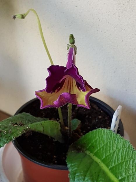 thumbnail (41) - STREPTOCARPUSII MEI 2018