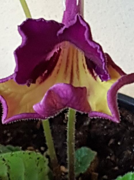 thumbnail (42) - STREPTOCARPUSII MEI 2018