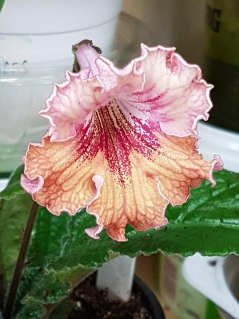 thumbnail (43) - STREPTOCARPUSII MEI 2018