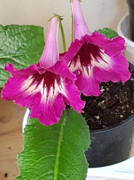 thumbnail (75) - STREPTOCARPUSII MEI 2018