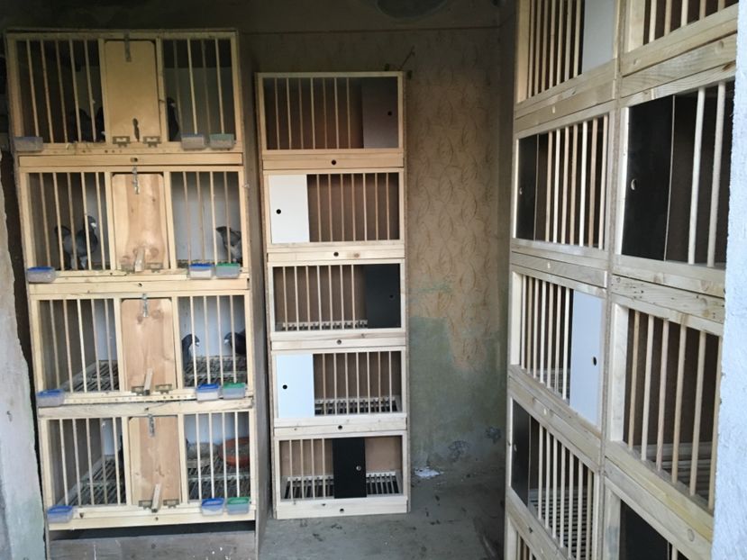 1F1DD940-B6FC-4F62-A9EE-72BF7C0F7F1D - Boxe reproducție Voliere