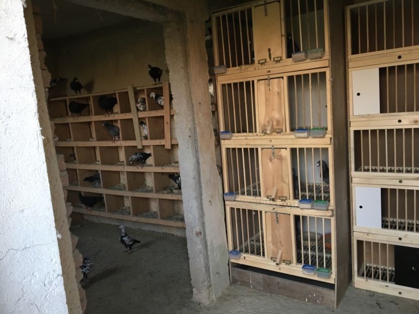 1CF9FDE6-EA57-40FD-A86D-02C60850FE44 - Boxe reproducție Voliere