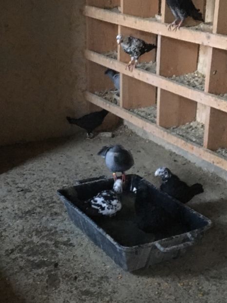 FB038F8E-813C-4EBE-BA3E-D4B6CA330B78 - Boxe reproducție Voliere