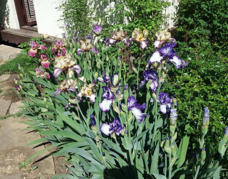 4 mai - 2018 irisi