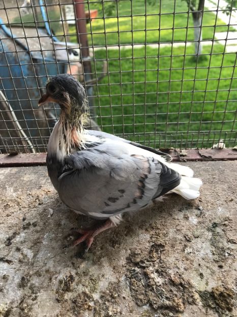 E5F53A4F-82A4-41C2-89EF-E18FE4241A5F - Vargati cu dunga alba