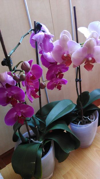  - orhidee