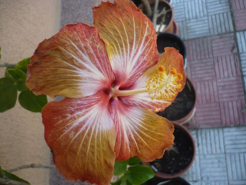 P1360770 - HIBISCUSI 2018-1