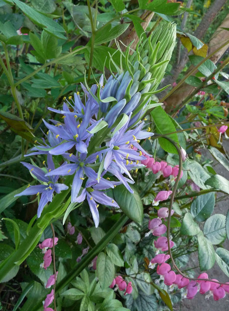  - 2018 - 01 - Primavara