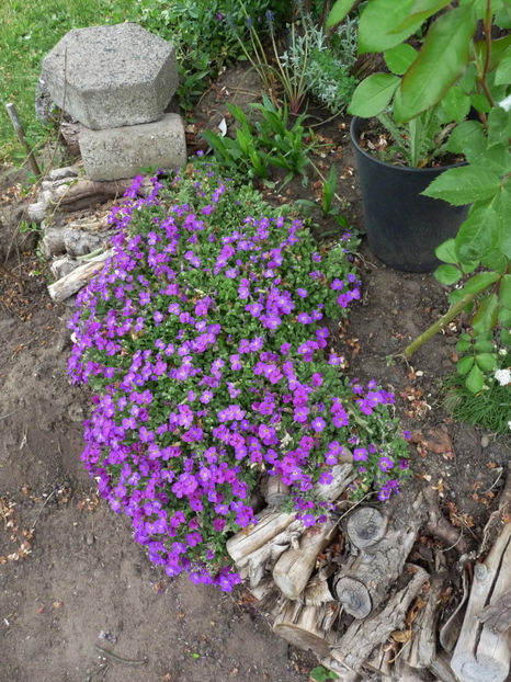 Aubrieta - 2018 - 01 - Primavara