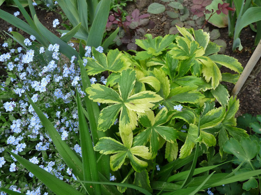  - 2018 - 01 - Primavara