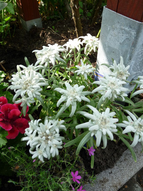  - 2018 - 01 - Primavara