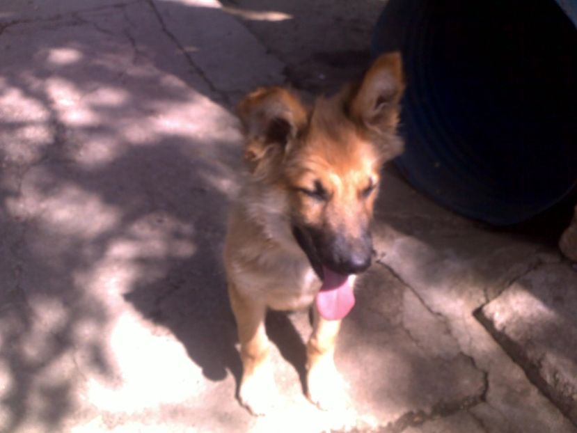  - cateii mei Johnny si Nero