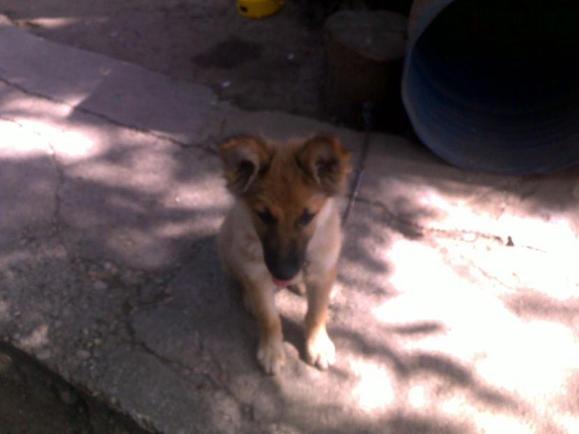  - cateii mei Johnny si Nero
