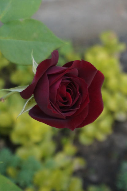 Dimineata - Louis XIV