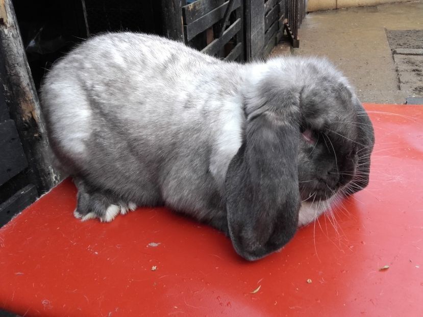 mama - cuib 3 din 17_04_2018