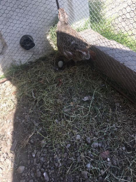  - Potărnichi Comune