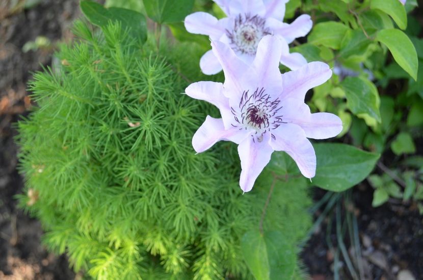  - dragostea  de natura