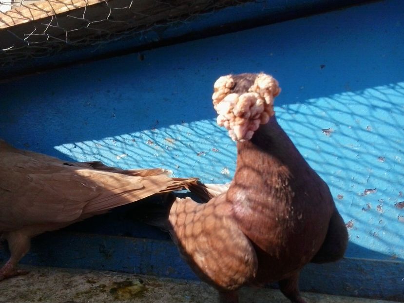 2016-11-26 13.09.24 - GENETICA