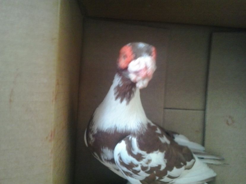 2016-10-25 16.06.23 - GENETICA