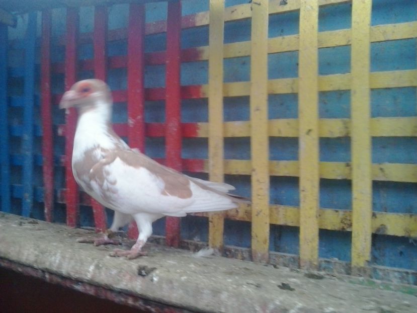 2016-10-25 15.59.10 - GENETICA