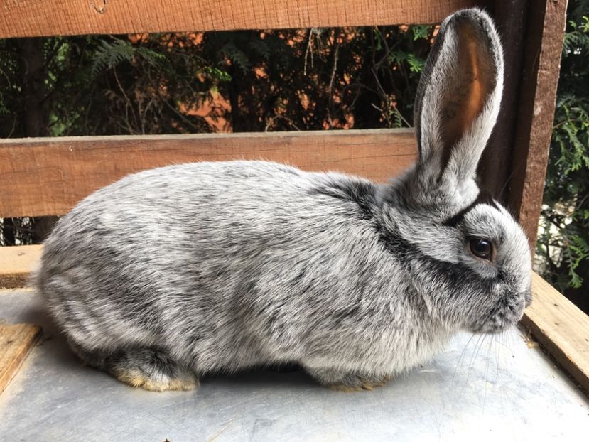 RO 12 1836 - X Iepuri ce i-am avut