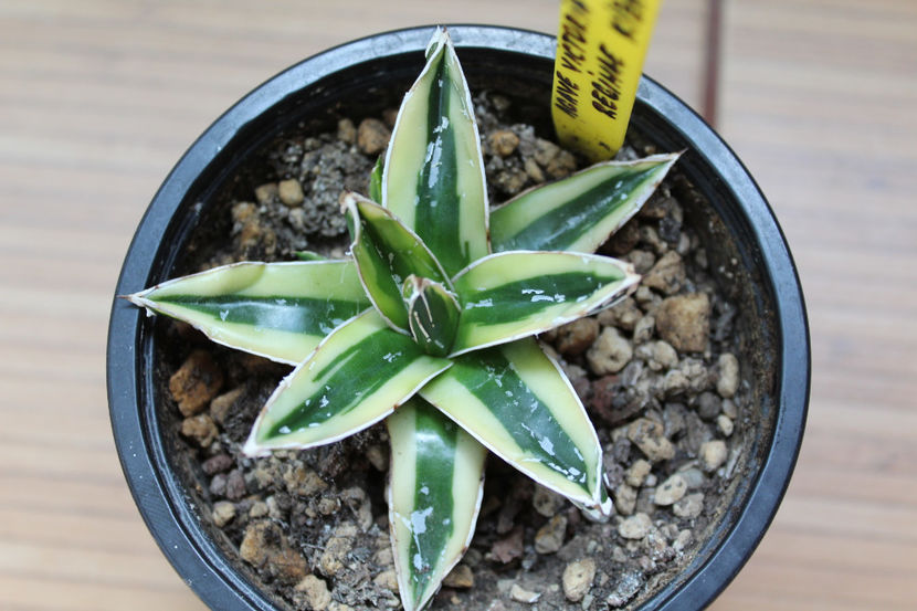 Agave Victoria Reginae Kizan 100 - Vandute