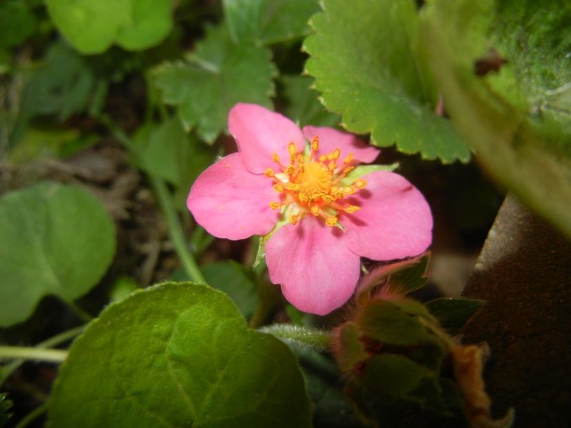 Strawberry Flower (2018, April 29) - Strawberry_Capsuni