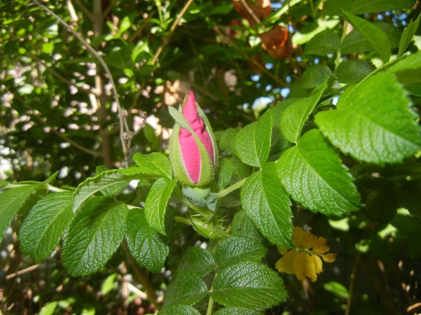 Rosa rugosa (2018, May 02) - ROSA Rugosa_Rugosa Rose