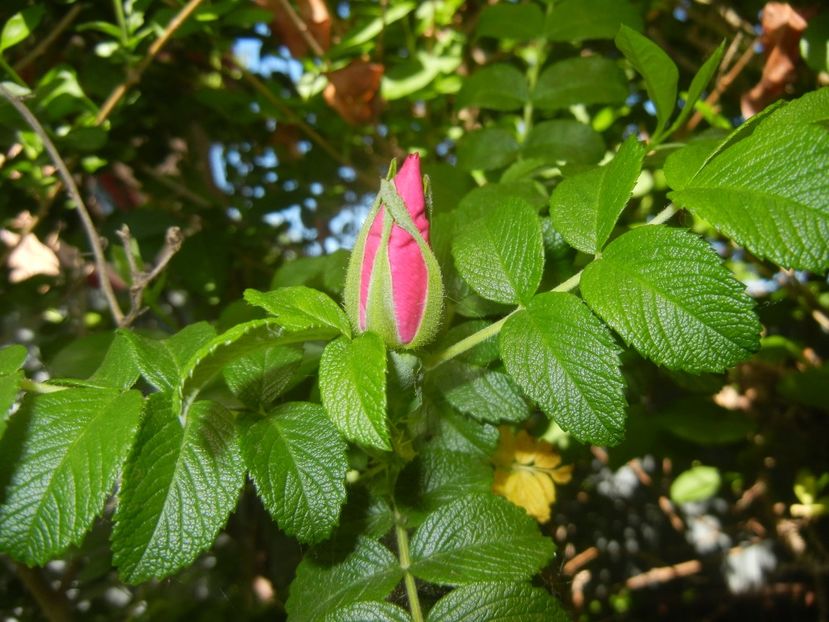 Rosa rugosa (2018, May 02) - ROSA Rugosa_Rugosa Rose