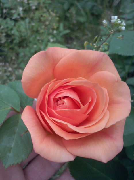 Louise Clements - Trandafiri 2018