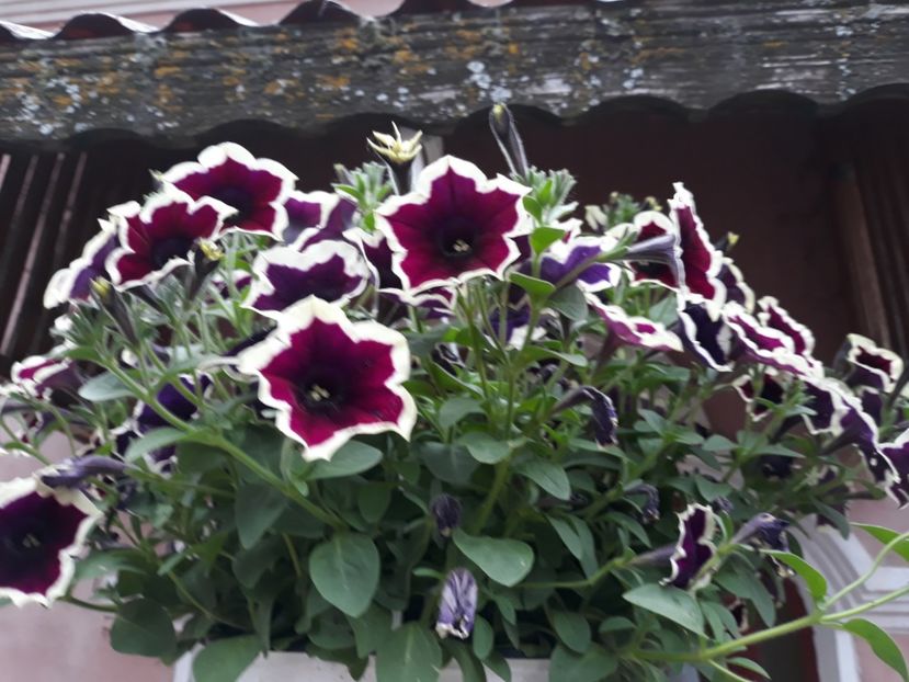  - Petunii
