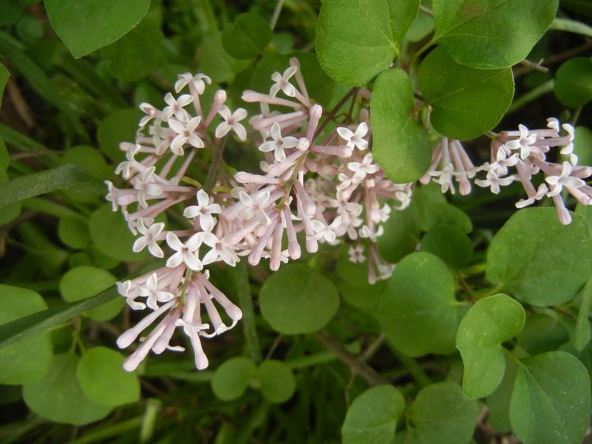 Syringa patula Miss Kim (2018, Apr.29) - Liliac_Syringa patula Miss Kim