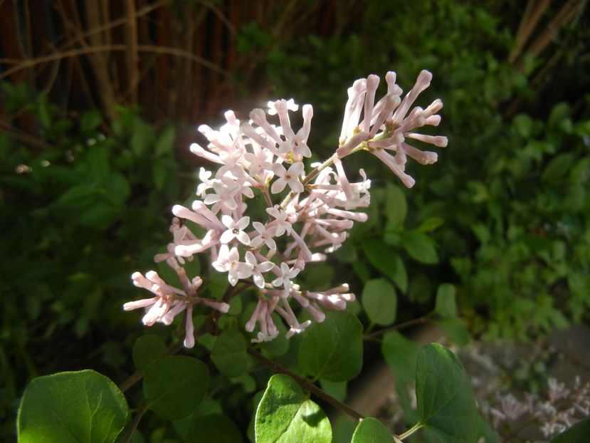 Syringa patula Miss Kim (2018, Apr.29) - Liliac_Syringa patula Miss Kim
