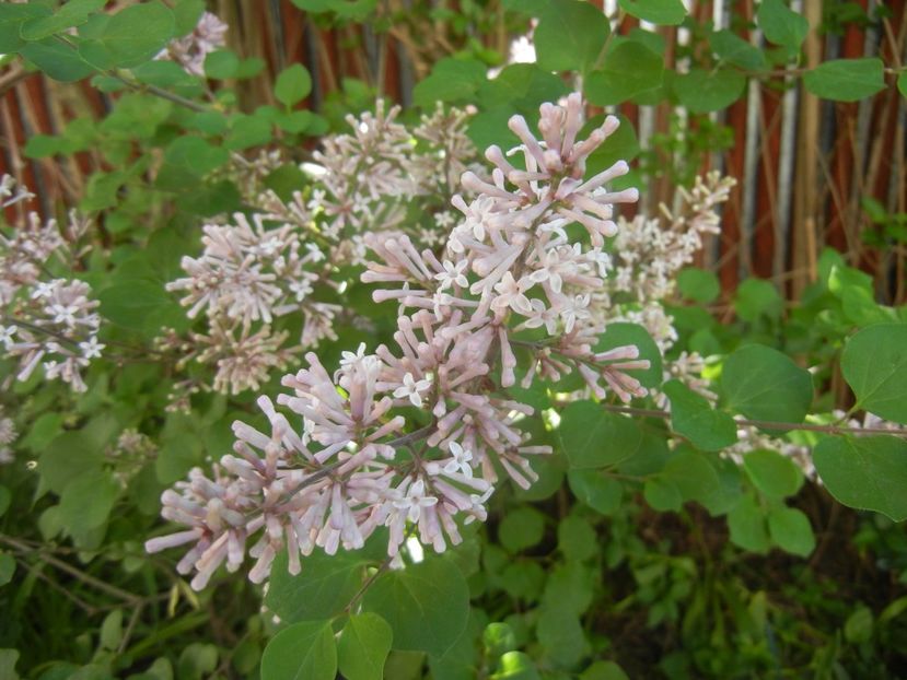 Syringa patula Miss Kim (2018, Apr.29) - Liliac_Syringa patula Miss Kim