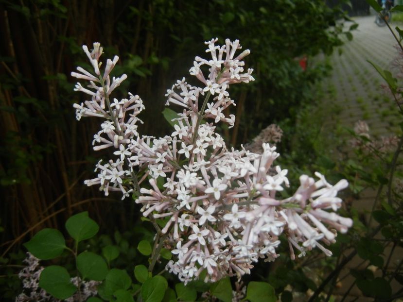 Syringa patula Miss Kim (2018, Apr.30) - Liliac_Syringa patula Miss Kim