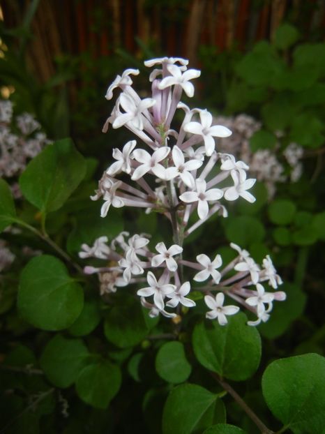 Syringa patula Miss Kim (2018, Apr.30) - Liliac_Syringa patula Miss Kim