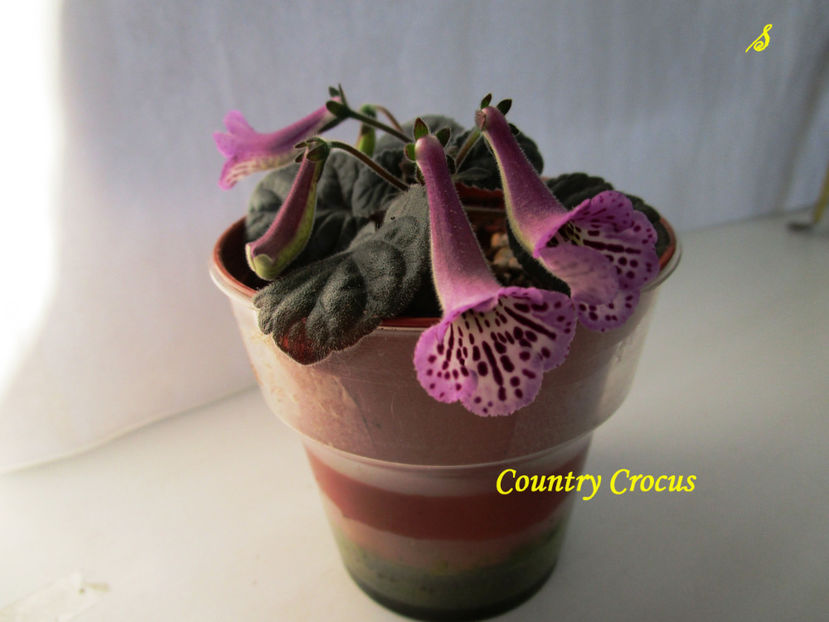 Country Crocus(5-05-2018) - Sinningii 2018