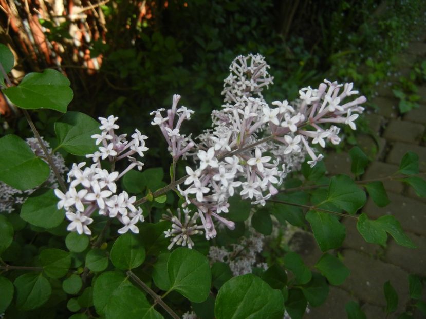 Syringa patula Miss Kim (2018, May 02) - Liliac_Syringa patula Miss Kim