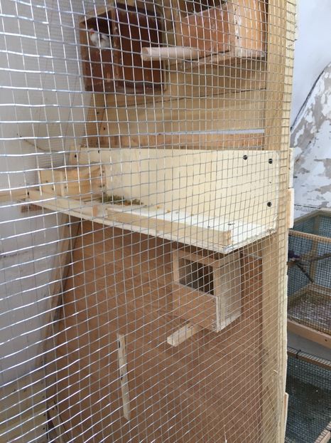022D53BF-1481-4912-8FF9-B711B7B62043 - Voliera home made