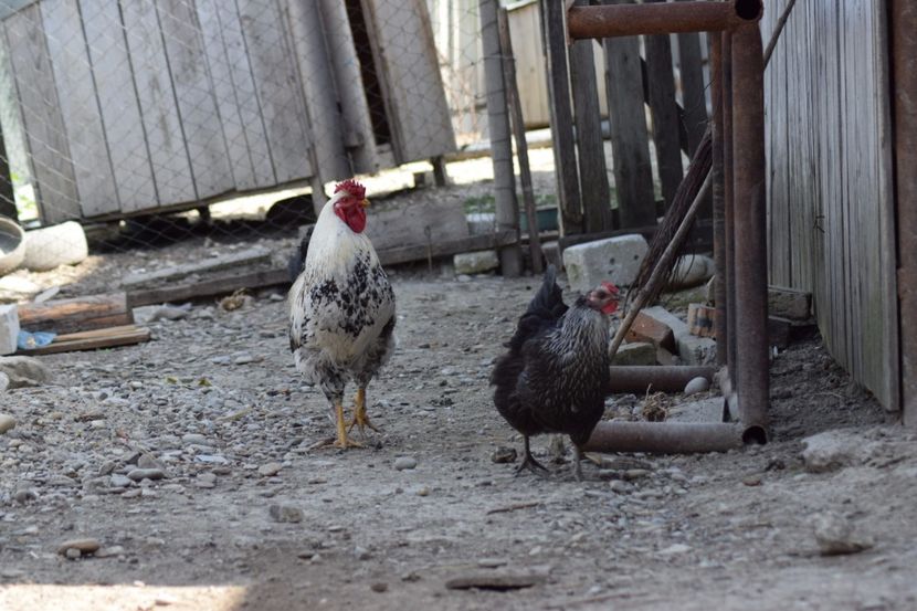  - Pitici si pasari  2016