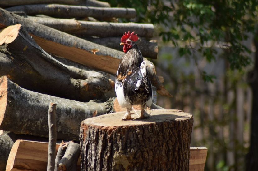  - Pitici si pasari  2016