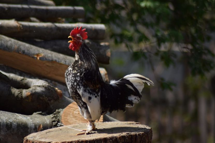  - Pitici si pasari  2016