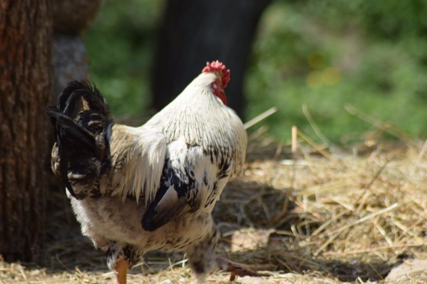  - Pitici si pasari  2016