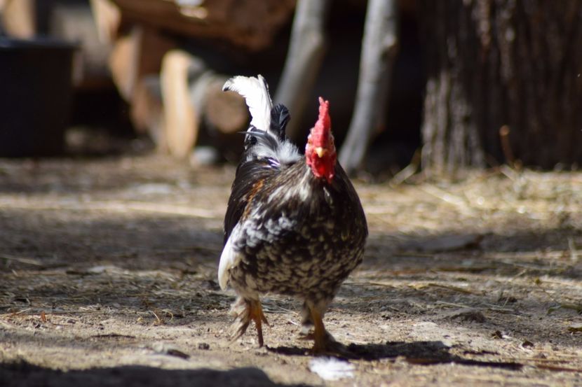  - Pitici si pasari  2016